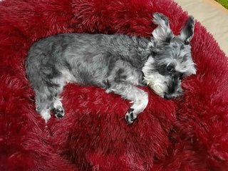 Gigi - Schnauzer Dog