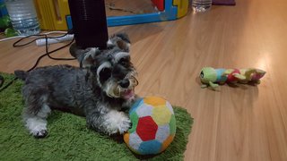 Gigi - Schnauzer Dog