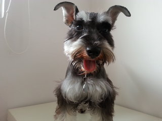 Gigi - Schnauzer Dog