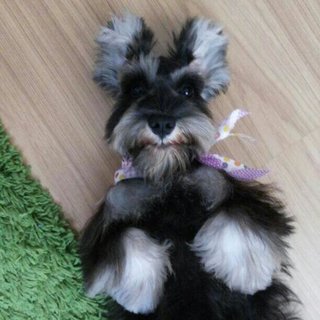 Gigi - Schnauzer Dog