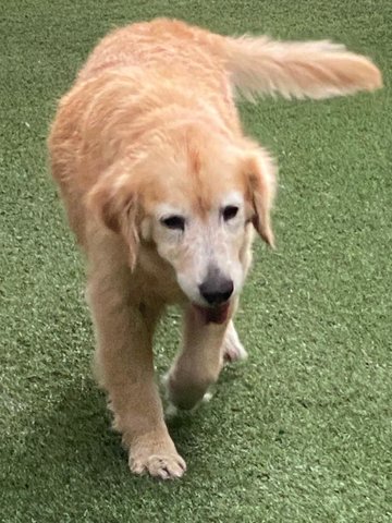 Honey - Golden Retriever Dog