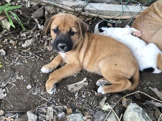 Puppy 3  - Mixed Breed Dog