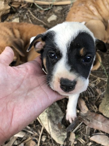 Puppy 3  - Mixed Breed Dog