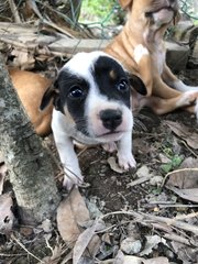 Puppy 3  - Mixed Breed Dog