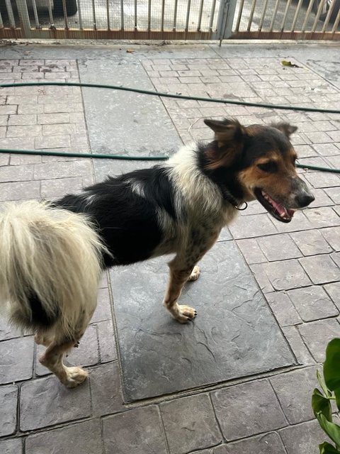 Tyler Ray - Mixed Breed Dog