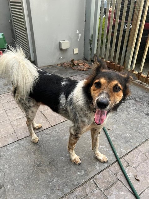 Tyler Ray - Mixed Breed Dog