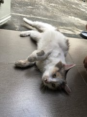 Rabbit - Domestic Long Hair Cat