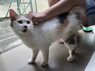 Rabbit - Domestic Long Hair Cat