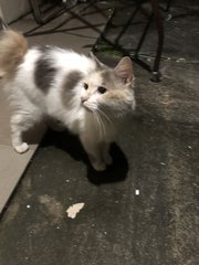 Rabbit - Domestic Long Hair Cat