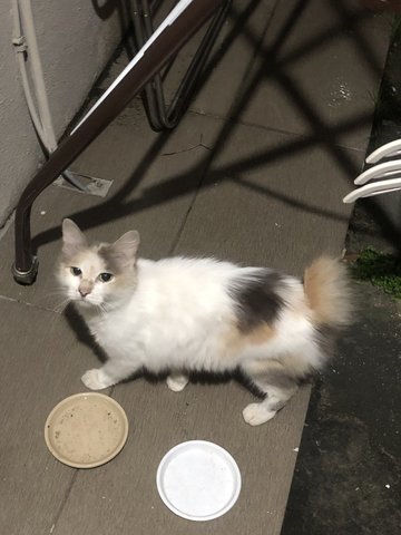 Rabbit - Domestic Long Hair Cat