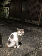 Rabbit - Domestic Long Hair Cat