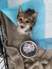 Marigold - Domestic Short Hair Cat