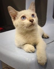 White White  - Domestic Short Hair Cat