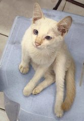 White White  - Domestic Short Hair Cat