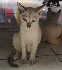 White White  - Domestic Short Hair Cat