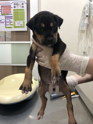 Cassie - German Pinscher Dog