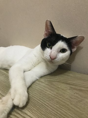 Momo,jimbo,kim,pokitoki  - Domestic Short Hair Cat