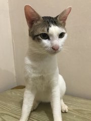 Momo,jimbo,kim,pokitoki  - Domestic Short Hair Cat