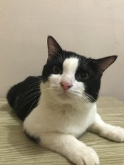 Momo,jimbo,kim,pokitoki  - Domestic Short Hair Cat