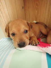 Bonbond  - Labrador Retriever Mix Dog