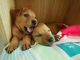 Bonbond  - Labrador Retriever Mix Dog