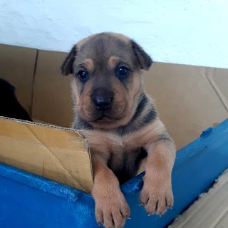 Boris Johnson, Don Trump And Obama - Mixed Breed Dog