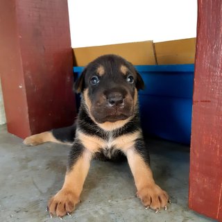 Boris Johnson, Don Trump And Obama - Mixed Breed Dog