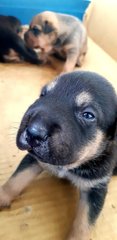 Boris Johnson, Don Trump And Obama - Mixed Breed Dog