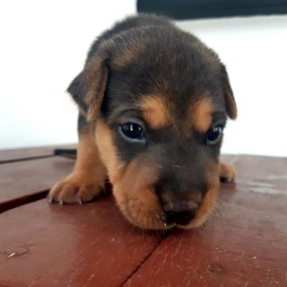 Boris Johnson, Don Trump And Obama - Mixed Breed Dog