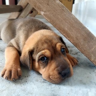 Boris Johnson, Don Trump And Obama - Mixed Breed Dog