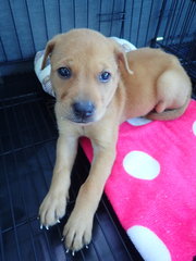 Lolly - Labrador Retriever Mix Dog