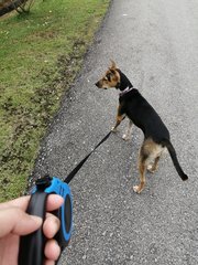 Kiki - Rat Terrier + German Shepherd Dog Dog