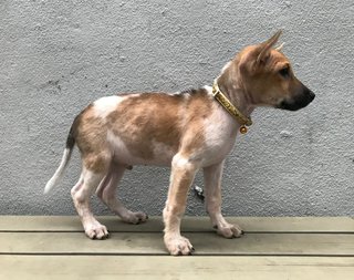 Ron - Mixed Breed Dog