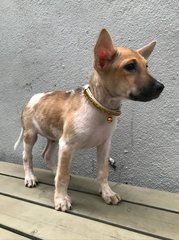 Ron - Mixed Breed Dog