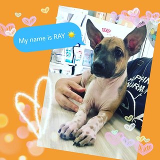 Ray - Mixed Breed Dog