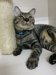 Handsome  - Domestic Short Hair Cat