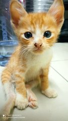 Kittens - Domestic Short Hair Cat