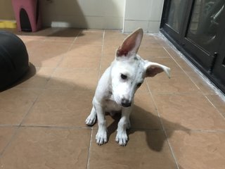 Snowy  - Mixed Breed Dog