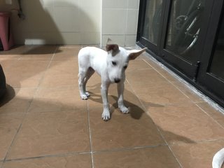 Snowy  - Mixed Breed Dog