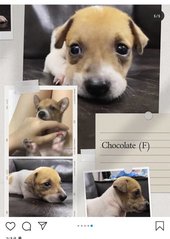 Chocolate - Mixed Breed Dog