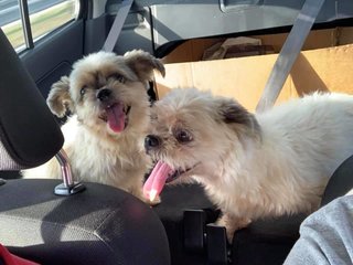 Cock And White  - Shih Tzu Dog