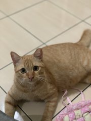 Nick - Domestic Short Hair Cat