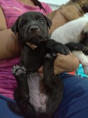 Female puppy(adopted on Sept 28th 2020)