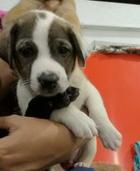 Male puppy(adopted on Sept 12th 2020)