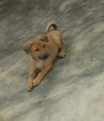 1 Female Puppy - Mixed Breed Dog