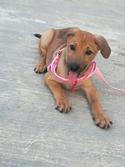 1 Female Puppy - Mixed Breed Dog