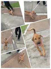 1 Female Puppy - Mixed Breed Dog