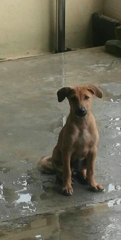 1 Female Puppy - Mixed Breed Dog