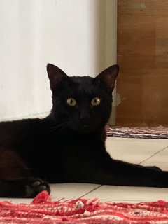 Jasper, Panther - Domestic Short Hair Cat