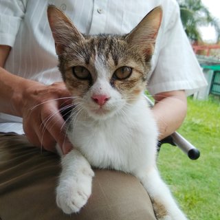 Hua Hua - Calico Cat